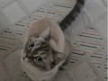 Uysal,oyuncu bir kedi 