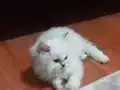Dede den toruna safkan british longhair 