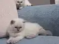 Dede den toruna safkan british longhair 