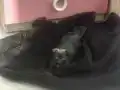 1 buçuk aylık yavru siyah scotish fold kedimiz yuva arıyor