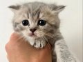 Scottish Fold yavrular yeni yuvalarını arıyor! 