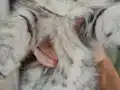 Scottish Fold yavrular yeni yuvalarını arıyor! 