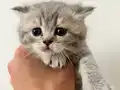 Scottish Fold Yavrular Yeni Yuvalarını Arıyor!