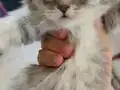 Scottish Fold Yavrular Yeni Yuvalarını Arıyor!