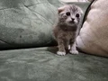 Ayıcık suratlı british scottish shorthair yavrusu