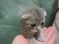 Ayıcık suratlı british scottish shorthair yavrusu