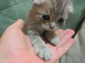 Ayıcık suratlı british scottish shorthair yavrusu