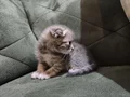 Ayıcık suratlı british scottish shorthair yavrusu
