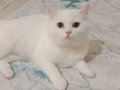 1 anne bir yavrusu mama karşılıgı ile verilcek yavrusu erkek
