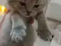 1 anne bir yavrusu mama karşılıgı ile verilcek yavrusu erkek