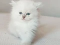 Minik Yavrularımız