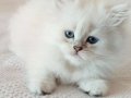 Minik Yavrularımız