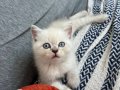A KALİTE BRİTİSH YAVRULAR 