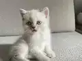 A KALİTE BRİTİSH YAVRULAR 