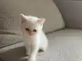 A KALİTE BRİTİSH YAVRULAR 