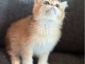 Sahiplendirme British Shorthair Golden Yavrular