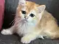Sahiplendirme British Shorthair Golden Yavrular