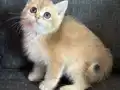 Sahiplendirme British Shorthair Golden Yavrular