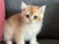Sahiplendirme British Shorthair Golden Yavrular