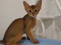 MUHTEŞEM TÜYLÜ VE TÜY DÖKMEYEN ZEKİ SAFKAN HABEŞ KEDİSİ 