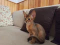 MUHTEŞEM TÜYLÜ VE TÜY DÖKMEYEN ZEKİ SAFKAN HABEŞ KEDİSİ 