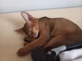 MUHTEŞEM TÜYLÜ VE TÜY DÖKMEYEN ZEKİ SAFKAN HABEŞ KEDİSİ 