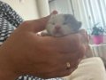 EVDE BÜYÜK KEDİ OLDUĞU İÇİN SAHİPLENDİRMEK ZORUNDAYIZ