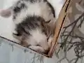 EVDE BÜYÜK KEDİ OLDUĞU İÇİN SAHİPLENDİRMEK ZORUNDAYIZ