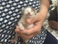 EVDE BÜYÜK KEDİ OLDUĞU İÇİN SAHİPLENDİRMEK ZORUNDAYIZ