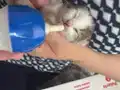 EVDE BÜYÜK KEDİ OLDUĞU İÇİN SAHİPLENDİRMEK ZORUNDAYIZ