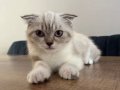 Safkan dişi scottish fold tuvalet eğitimi bulunmakta
