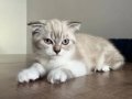 Safkan dişi scottish fold tuvalet eğitimi bulunmakta