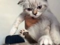 Safkan dişi scottish fold tuvalet eğitimi bulunmakta