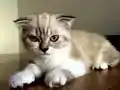 Safkan dişi scottish fold tuvalet eğitimi bulunmakta