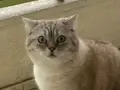 Tosuncuk
