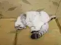 Tosuncuk