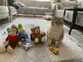 Tosuncuk