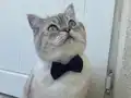Tosuncuk