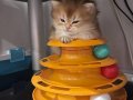 Safkan British Golden Longhair 4 Bebek Teslime Hazır