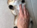 Safkan British Golden Longhair 4 Bebek Teslime Hazır