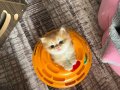 Safkan British Golden Longhair 4 Bebek Teslime Hazır