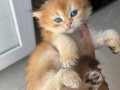 Safkan British Golden Longhair 4 Bebek Teslime Hazır