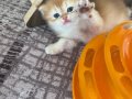Safkan British Golden Longhair 4 Bebek Teslime Hazır