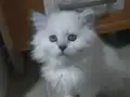 pamuksu  british longhair 