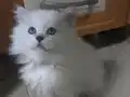 pamuksu british longhair 