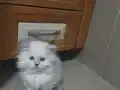 pamuksu british longhair 