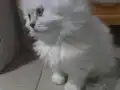pamuksu british longhair 
