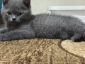 2 aylık British shorthair tuvalet eğitimli 