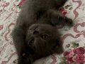 2 aylık British shorthair tuvalet eğitimli 
