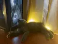 2 aylık British shorthair tuvalet eğitimli 